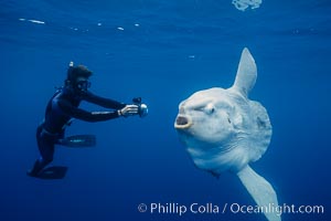 Ocean sunfish and photographer, open ocean, San Diego, California