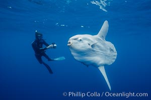 Ocean sunfish and photographer, open ocean, San Diego, California