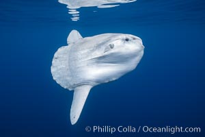 Ocean sunfish portrait, open ocean near San Diego