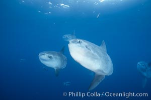 Ocean sunfish schooling, open ocean, Baja California