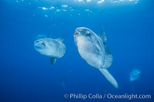 Ocean sunfish schooling, open ocean, Baja California