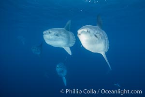 Ocean sunfish schooling, open ocean, Baja California