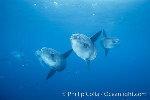 Ocean sunfish schooling, open ocean, Baja California