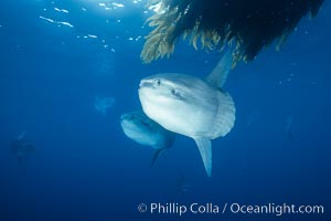 Ocean sunfish near drift kelp, soliciting cleaner fishes, open ocean, Baja California