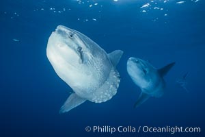 Ocean sunfish schooling, open ocean, Baja California