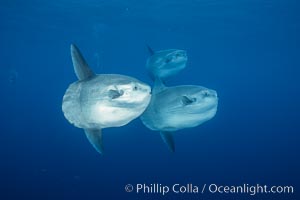 Ocean sunfish schooling, open ocean, Baja California