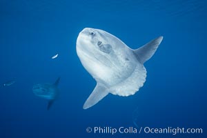 Ocean sunfish portrait, open ocean near San Diego