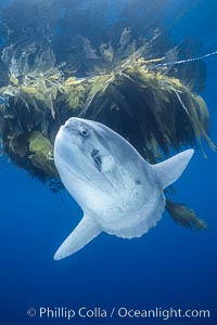 Ocean sunfish near drift kelp, soliciting cleaner fishes, open ocean, Baja California