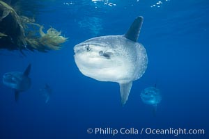 Ocean sunfish schooling, open ocean, Baja California