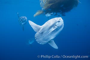 Ocean sunfish schooling, open ocean, Baja California