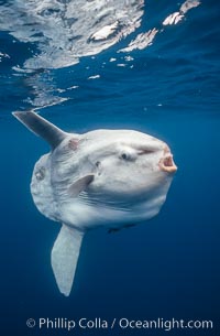 Ocean sunfish portrait, open ocean near San Diego