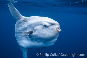 Ocean sunfish portrait, open ocean near San Diego