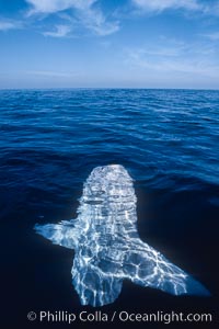 Ocean sunfish basking on the ocean surface, open ocean, San Diego, California