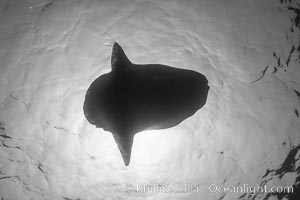 Ocean sunfish viewed from below, sunning/basking at surface, open ocean, San Diego, California