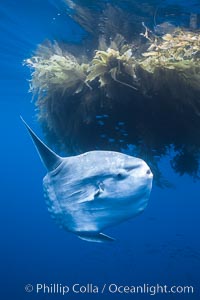 Ocean sunfish near drift kelp, soliciting cleaner fishes, open ocean, Baja California., natural history stock photograph, photo id 36315