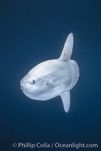 Ocean sunfish portrait, open ocean near San Diego