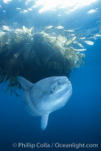 Ocean sunfish near drift kelp, soliciting cleaner fishes, open ocean, Baja California