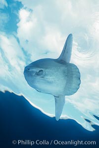 Ocean sunfish portrait, open ocean near San Diego