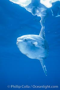 Ocean sunfish portrait, open ocean near San Diego