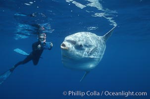Ocean sunfish and videographer, open ocean. San Diego, Mola mola.