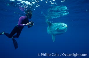 Ocean sunfish and videographer, open ocean, Mola mola, San Diego, California