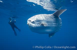 Ocean sunfish with videographer, open ocean, Mola mola, San Diego, California