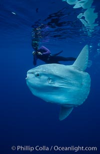 Ocean sunfish with videographer, open ocean, Mola mola, San Diego, California