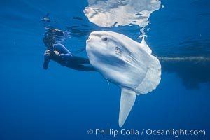 Ocean sunfish with videographer, open ocean, Mola mola, San Diego, California