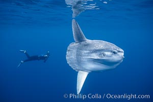 Ocean sunfish with videographer, open ocean, Mola mola, San Diego, California