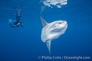 Ocean sunfish with videographer, open ocean, Mola mola, San Diego, California