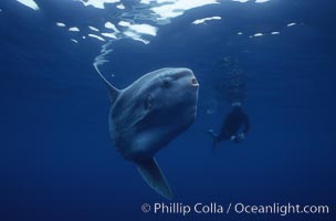 Ocean sunfish and diver, open ocean, Baja California, Mola mola