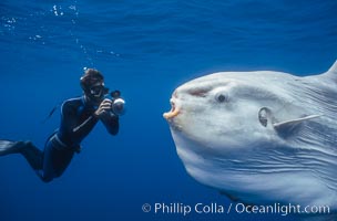 Ocean sunfish and photographer, open ocean. Mola mola.