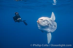 Ocean sunfish (Mola mola) and photographer, open ocean.