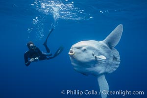 Ocean sunfish and photographer, open ocean, Mola mola, San Diego, California