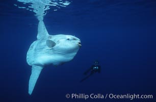 Bloody enormous big toad Mola mola, ocean sunfish, dwarfs freediving photographer.  Open ocean, San Diego.