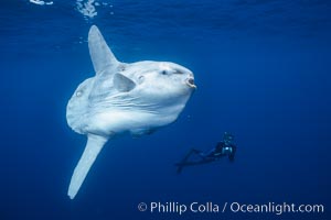 Enormous Ocean sunfish and freediving photographer, open ocean, Mola mola, San Diego, California