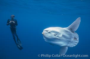 Ocean sunfish and freediving photographer , open ocean, Mola mola, San Diego, California