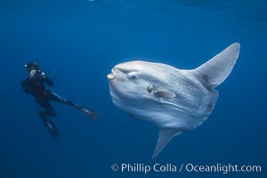 Ocean sunfish and freediving photographer , open ocean, Mola mola, San Diego, California