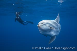 Ocean sunfish and freediving photographer , open ocean, Mola mola, San Diego, California