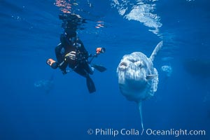 Ocean sunfish and freediving photographer, open ocean, Baja California, Mola mola