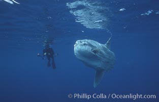 Ocean sunfish and freediving photographer, open ocean, Baja California, Mola mola