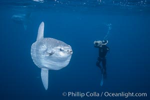 Ocean sunfish and freediving videographer open ocean, Baja California, Mola mola