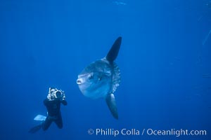 Ocean sunfish and freediving videographer open ocean, Baja California, Mola mola