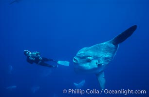Ocean sunfish and freediving videographer open ocean, Baja California, Mola mola