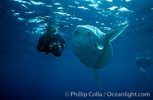 Ocean sunfish and freediving photographer Ken Howard, open ocean, Baja California, Mola mola