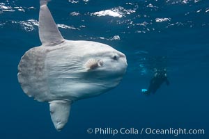 Ocean sunfish, open ocean, photographer, freediving. San Diego, California, USA, Mola mola, natural history stock photograph, photo id 26049