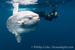 Ocean sunfish, open ocean, photographer, freediving, Mola mola, San Diego, California