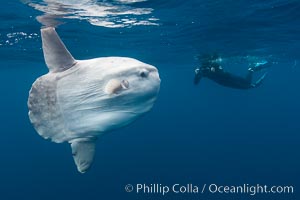 Ocean sunfish, open ocean, photographer, freediving, Mola mola, San Diego, California