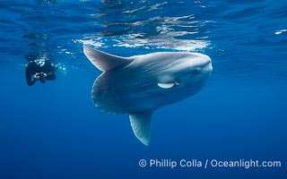 Ocean Sunfish (Mola mola) and Diver Offshore of San Diego, Mola mola