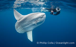 Ocean Sunfish (Mola mola) and Diver Offshore of San Diego, Mola mola